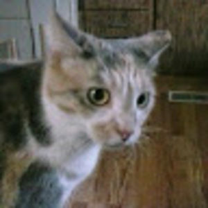 Meet your Posher, Sally